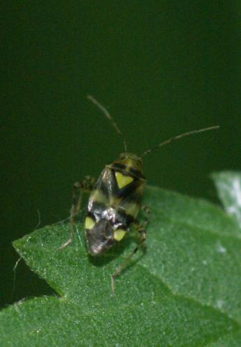 Liocoris tripustulatus